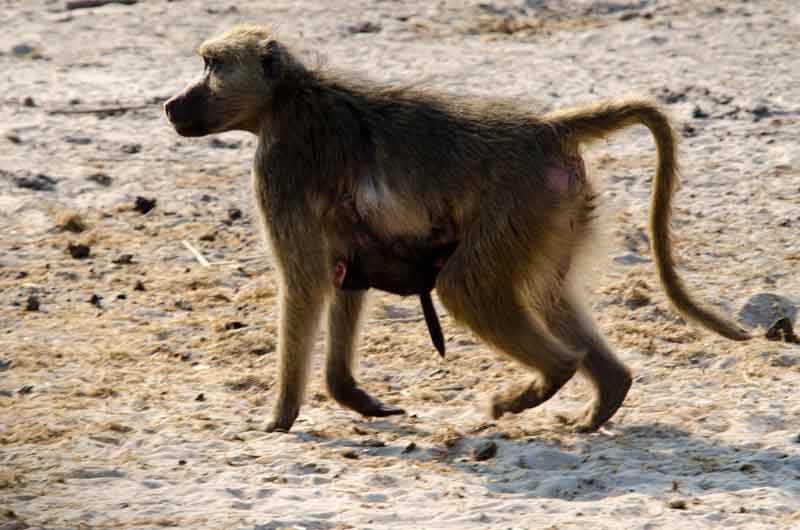 Mono Babuino - parque nacional de Chobe - Botswana 3.jpg